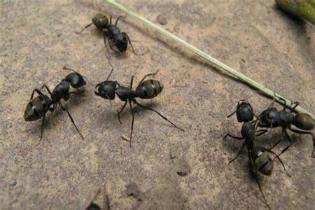 突然很多螞蟻 黃於庭